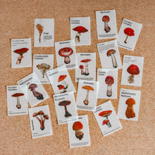 Load image into Gallery viewer, Mini-memo Sheets | Flowers & Nature