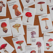 Load image into Gallery viewer, Mini-memo Sheets | Flowers & Nature