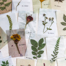 Load image into Gallery viewer, Mini-memo Sheets | Flowers & Nature