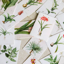 Load image into Gallery viewer, Vintage Mini-cards: Nature Series - Common Room PH