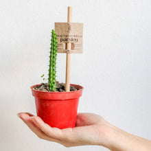 Load image into Gallery viewer, Little Big Help Seed Pencils - Common Room PH