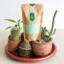 Load image into Gallery viewer, Cactus Fertilizer - Common Room PH
