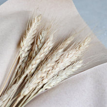Load image into Gallery viewer, Dried Flower | Grain, Wheat, Misty - Common Room PH
